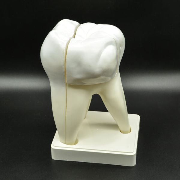 Модель «Зуб человека», 20 см Модель «Зуб человека», 20 см